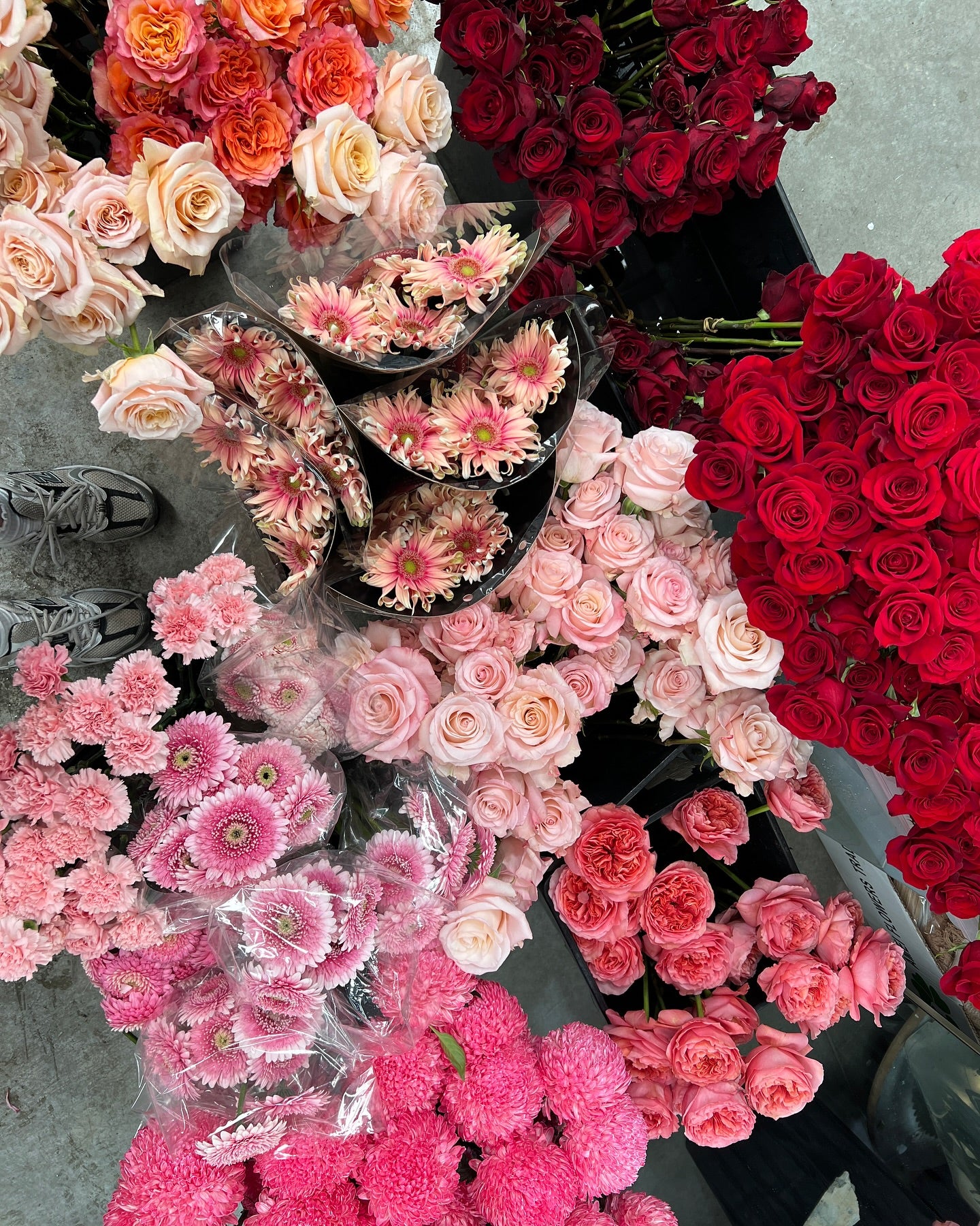 Valentine's Pink Lover